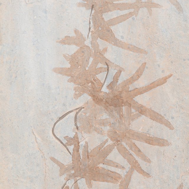Επιτοίχιο διακοσμητικό από συνθετική ρητίνη Υ136 εκ., Fossilis